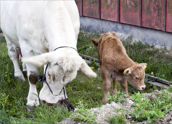 Creation of Cow and Calf: Step 8